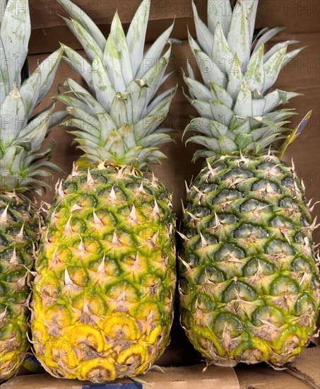 Two pineapples on display in a grocery shop food retailer supermarket, Germany, Europe