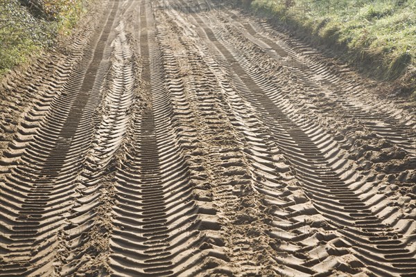 Tyre mark indentations in sandy soil of unsurfaced rural road crossing the Suffolk Sandlings at Sutton heath, Suffolk, England, United Kingdom, Europe