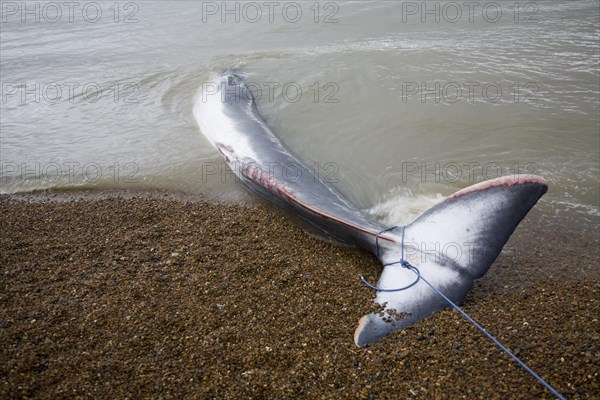 Fin Whale, Balaenoptera physalus, washed up dead on Shingle Street, Suffolk, England, United Kingdom, Europe