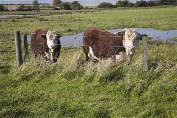 Hereford cattle calves grazing in wetland marshland Boyton Marshes, Suffolk, England, United Kingdom, Europe