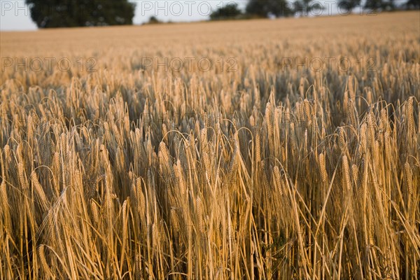 Close-up heads golden barley hanging stalks ready for harvesting, field foreground focus, Shottisham, Suffolk, England, UK