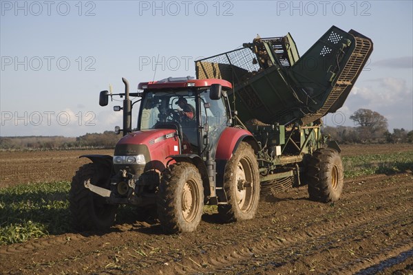 Thyregod sugar beet harvester drawn by tractor harvesting field, Shottisham, Suffolk, England, United Kingdom, Europe