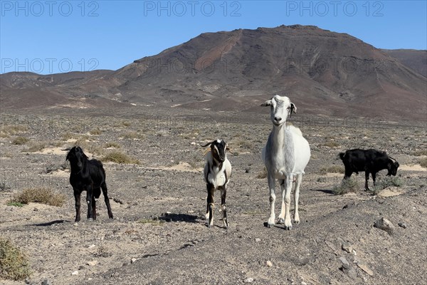 Four wild goats (Cabra majorera) in a volcanic landscape behind them at the southern tip of the Jandia peninsula, Jandia, Fuerteventura, Canary Islands, Canary Islands, Spain, Europe