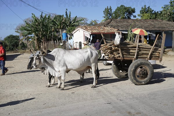 Farmer with ox cart, Vinales Valley, Pinar del Rio Province, Cuba, Central America
