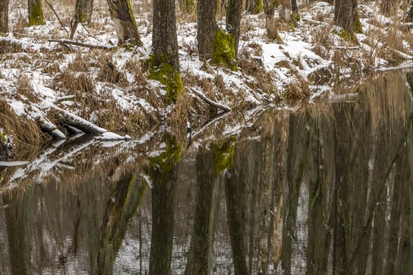 Sapina River and the riparian forest, the swamp, partially reflecting in the slowly flowing water, seen in mid-winter, during the early, January thaw, with some snow on the ground and barren trees, chiefly common alders around. Sapina Valley near the Stregielek village in the Pozezdrze Commune of the Masurian Lake District. Wegorzewo County, Warmian-Masurian Voivodeship, Poland, Europe