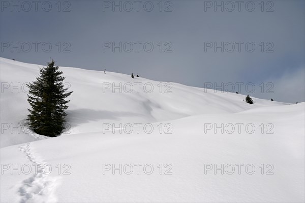 Winter landscape in the Beverin nature park Park, Graubuenden, Switzerland, Europe