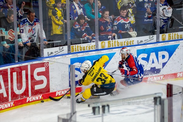 23.02.2024, DEL, German Ice Hockey League, 48th matchday) : Adler Mannheim (yellow jerseys) against Nuremberg Ice Tigers (blue jerseys) . Markus Haennikaeinen (33) claims the puck at the boards