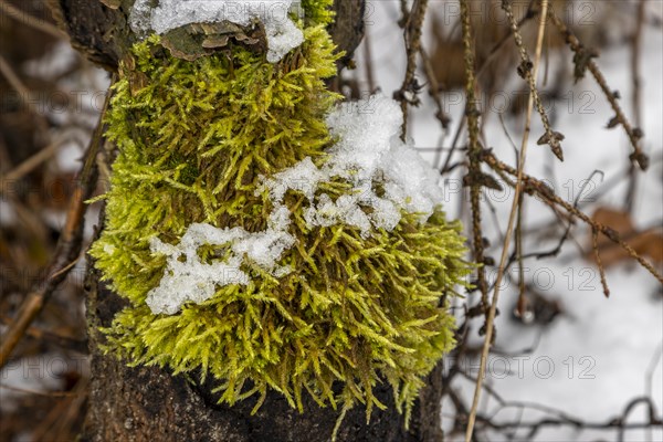 Green moss growing on a tree trunk, photographed in winter with some snow on it. Bank of the Sapina River near Stregielek village in the Pozezdrze Commune of the Masurian Lake District. Wegorzewo County, Warmian-Masurian Voivodeship, Poland, Europe
