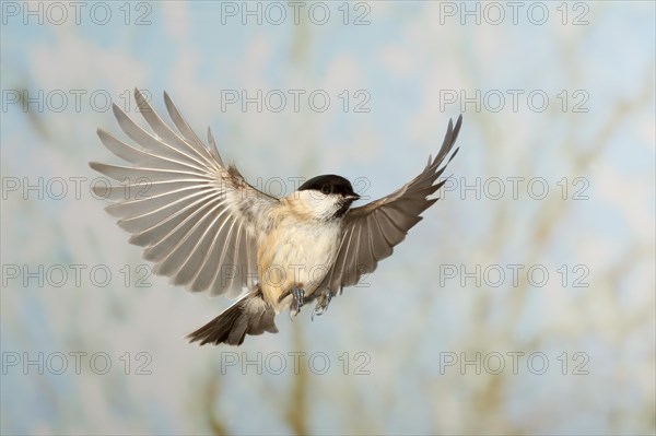 Marsh tit (Parus palustris), in flight, high speed flight recording, winter, animals, birds, Siegerland, North Rhine-Westphalia, Germany, Europe