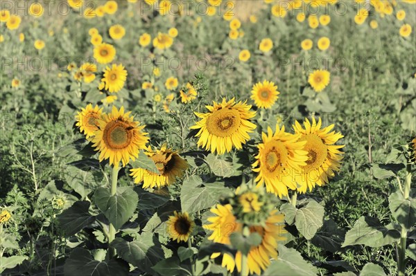 Sunflower field, sunflowers (Helianthus annuus), landscape south of Montepulciano, Tuscany, Italy, Europe