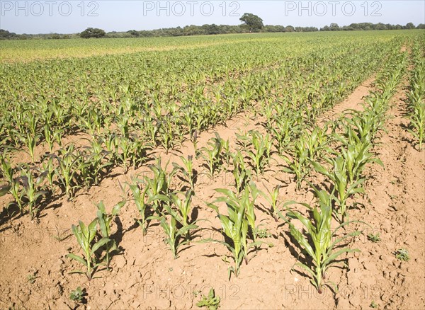 Young crop of sweetcorn growing in field, Shottisham, Suffolk, England, United Kingdom, Europe