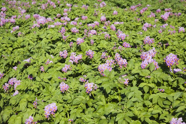 Purple flowers of potato crop growing in a field, Shottisham, Suffolk, England, United Kingdom, Europe