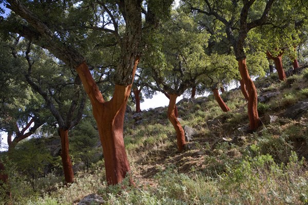 Red tree trunks freshly harvested bark Quercus suber, Cork oak, Sierra de Grazalema natural park, Cadiz province, Spain, Europe