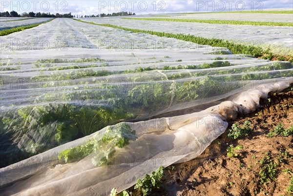 Protective fleece material covering a crop of turnips growing in a farm field, Hollesley, Suffolk, England, United Kingdom, Europe
