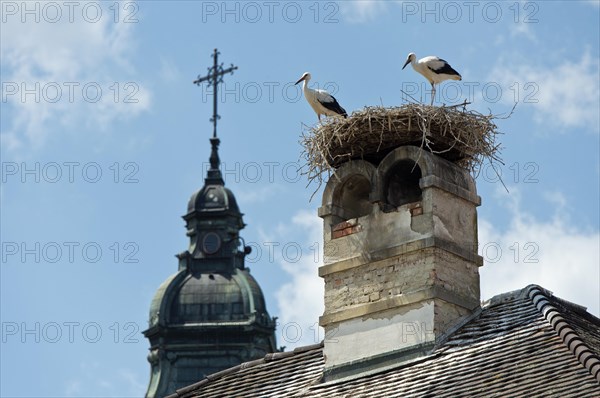 Two young white storks (Ciconia ciconia) at the nest on a chimney in front of the tower of the Protestant parish church, Rust, Burgenland, Austria, Europe