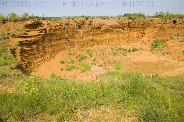 Red crag rock exposed at Buckanay Pit quarry, Alderton, Suffolk, England, United Kingdom, Europe