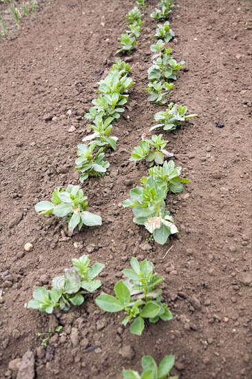 Rows of broad bean seedlings growing in soil