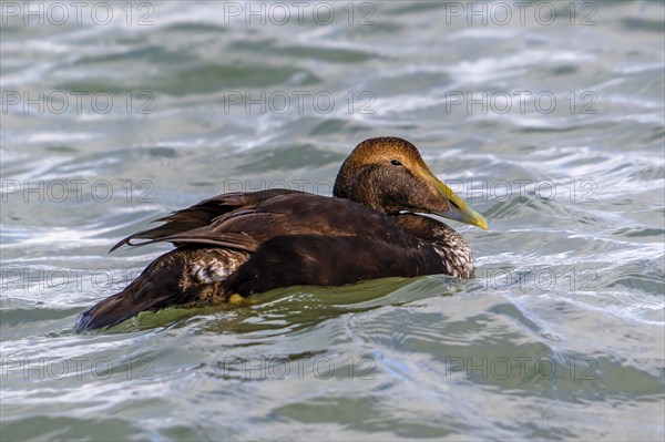 Common eider duck (Somateria mollissima) male juvenile in first winter plumage swimming along the North Sea coast in winter