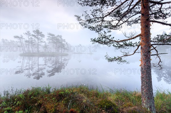 Small island with Scots pine trees in morning mist reflected in pond at Knuthoejdsmossen, nature reserve near Haellefors in Vaestmanland, Sweden, Europe