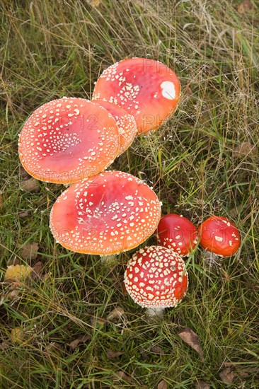 Close up of orange red caps of fly agaric mushroom on heathland, Sutton Heath, Suffolk, England, United Kingdom, Europe