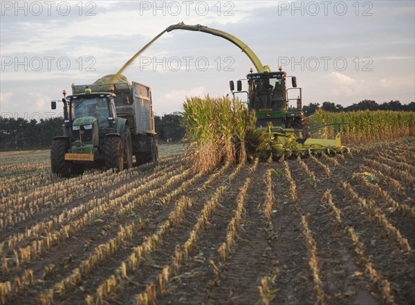 Sweet corn harvester machine in operation, Shottisham, Suffolk, Englan