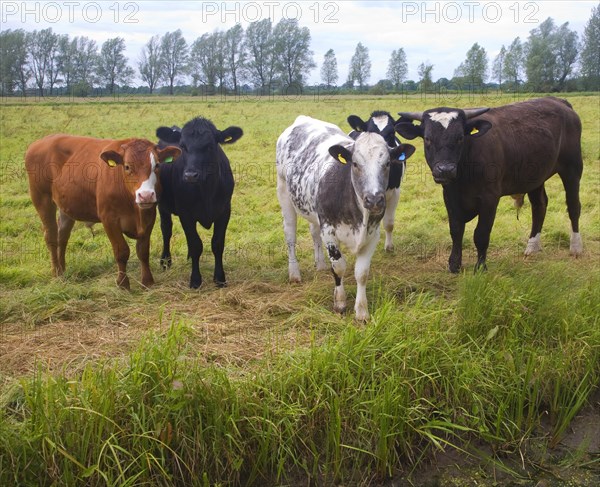 Young cattle graze on Geldeston marshes, Suffolk, England, United Kingdom, Europe