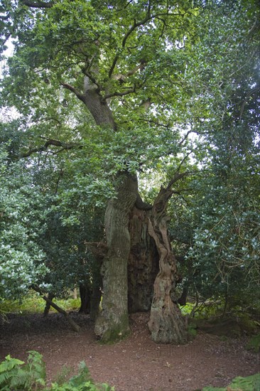 Ancient broad leaf oak woodland once a medieval deer park, The Thicks, Staverton forest, Suffolk, England, United Kingdom, Europe