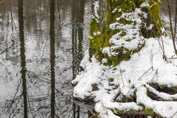 Sapina River and the riparian forest, the swamp, partially reflecting in the slowly flowing water, seen in mid-winter, during the early, January thaw, with some snow on the ground and barren trees, chiefly common alders around. Sapina Valley near the Stregielek village in the Pozezdrze Commune of the Masurian Lake District. Wegorzewo County, Warmian-Masurian Voivodeship, Poland, Europe