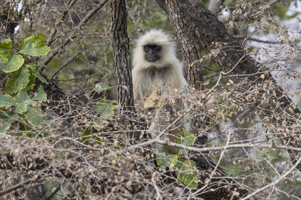 Gray langur (Semnopithecus entellus), sitting on a tree in the wild, in the Ranthambore National Park. Seen in February, the winter, dry season. Sawai Madhopur District, Rajasthan, India, Asia