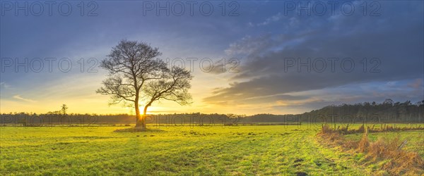The sun sets behind a tree standing alone in a meadow, sunset, evening mood, warm light, panorama, landscape shot, nature shot, sun star, Schneeren, Neutstadt am Ruebenberge, Hannovern Niedersachsenn Germany