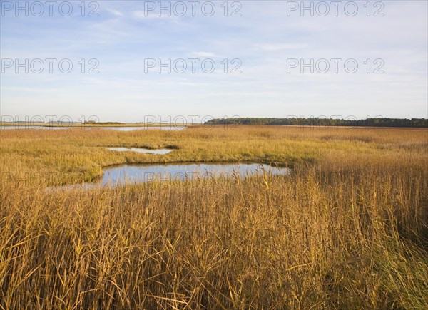 Walberswick National Nature reserve wetland environment marshes Blythburgh, Suffolk, England, United Kingdom, Europe