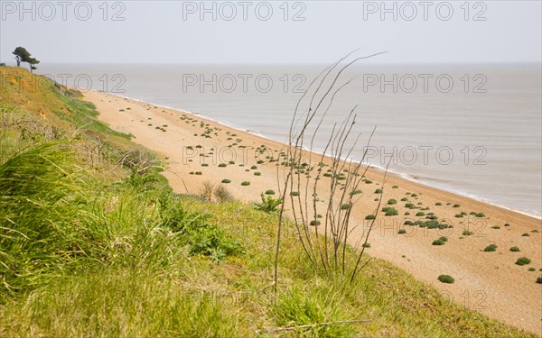 Sea kale growing on vegetated shingle beach at Bawdsey, Suffolk, England, United Kingdom, Europe