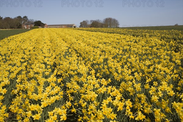 Field of cultivated daffodils, near Happisburgh, Norfolk, Engaldn