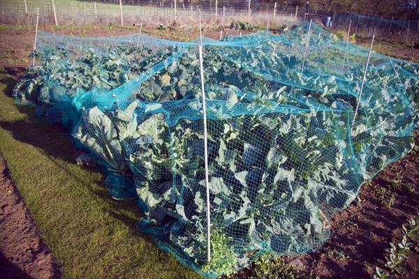 Cabbage plants growing in winter allotment gardens, Shottisham, Suffolk, England, United Kingdom, Europe