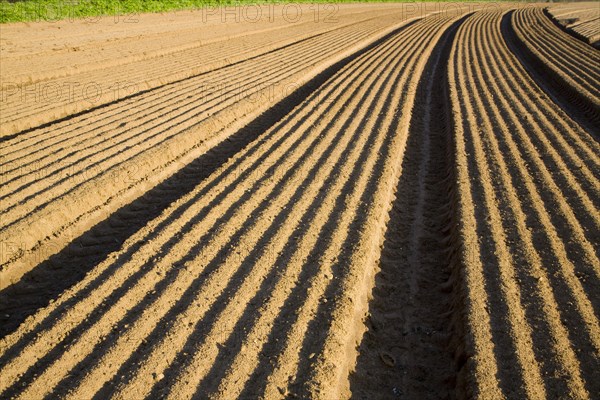 Patterns in soil prepared for sowing crops, Alderton, Suffolk, England, United Kingdom, Europe