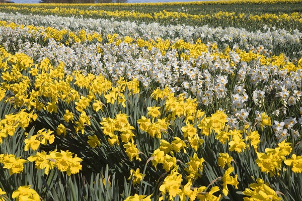 Field of cultivated daffodils, near Happisburgh, Norfolk, Engaldn