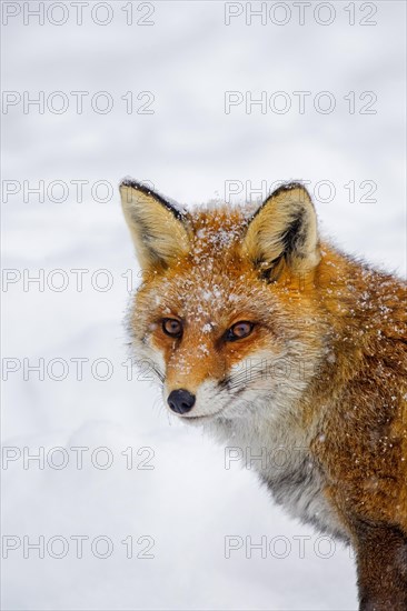 Red fox (Vulpes vulpes) close-up portrait in the snow in winter