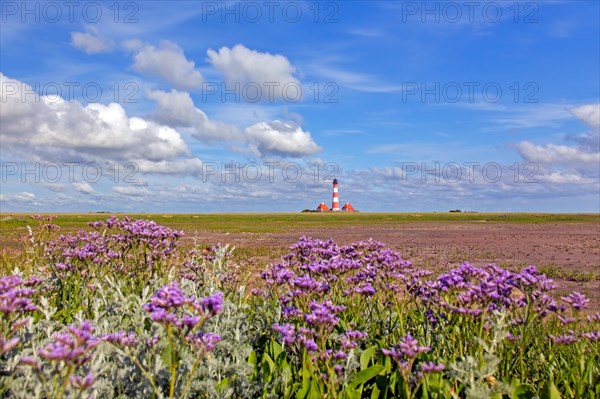 Sea-lavender in flower and lighthouse Westerheversand at Westerhever, Peninsula of Eiderstedt, Wadden Sea National Park, North Frisia, Germany, Europe