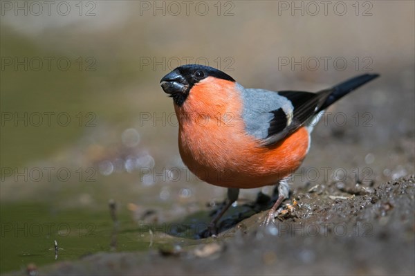 Eurasian bullfinch, common bullfinch (Pyrrhula pyrrhula) male drinking water from pond, rivulet