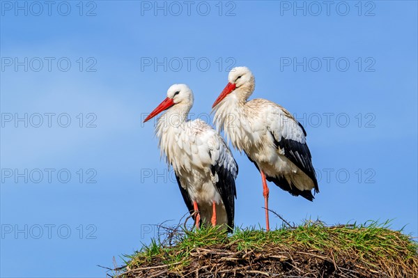 White stork (Ciconia ciconia) pair, male standing on one leg and female on old nest from previous spring