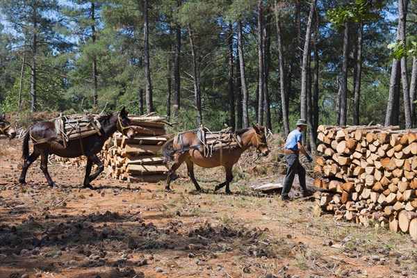 Mules are accompanied by a man to transport wood in a forest clearing, near Soufli, Eastern Macedonia and Thrace, Greece, Europe