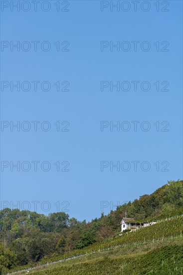 Stein am Rhein, vineyard, hut, blue sky, Canton Schaffhausen, Switzerland, Europe