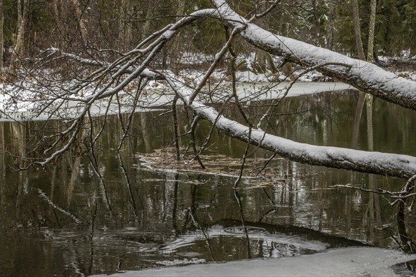 Sapina River and the riparian forest, the swamp, partially reflecting in the slowly flowing water, seen in mid-winter, during the early, January thaw, with some snow on the ground and barren trees, chiefly common alders around. Sapina Valley near the Stregielek village in the Pozezdrze Commune of the Masurian Lake District. Wegorzewo County, Warmian-Masurian Voivodeship, Poland, Europe