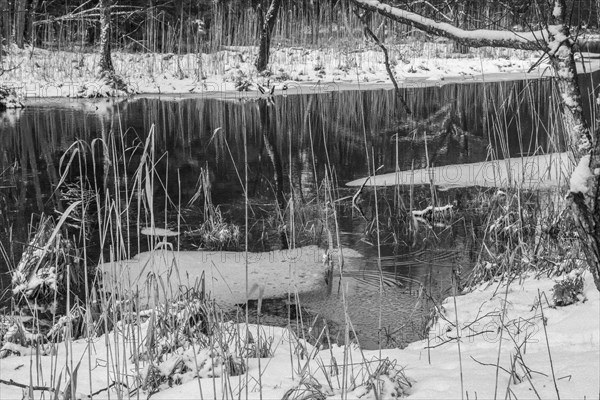 Sapina River and the riparian forest, the swamp, partially reflecting in the slowly flowing water, seen in mid-winter, during the early, January thaw, with some snow on the ground and barren trees, chiefly common alders around. Monochrome, greyscale photograph. Sapina Valley near the Stregielek village in the Pozezdrze Commune of the Masurian Lake District. Wegorzewo County, Warmian-Masurian Voivodeship, Poland, Europe