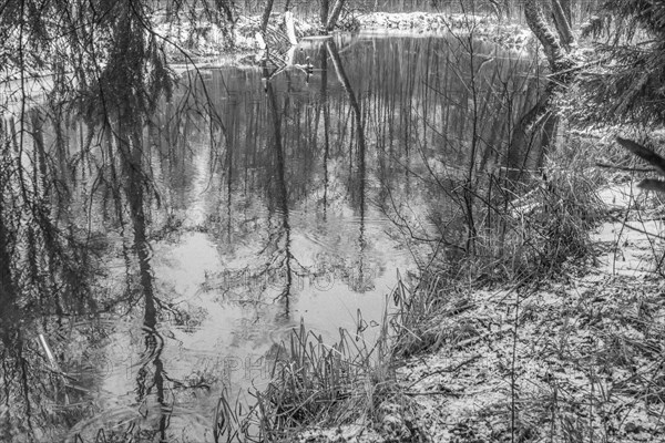 Sapina River and the riparian forest, the swamp, partially reflecting in the slowly flowing water, seen in mid-winter, during the early, January thaw, with some snow on the ground and barren trees, chiefly common alders around. Monochrome, greyscale photograph. Sapina Valley near the Stregielek village in the Pozezdrze Commune of the Masurian Lake District. Wegorzewo County, Warmian-Masurian Voivodeship, Poland, Europe