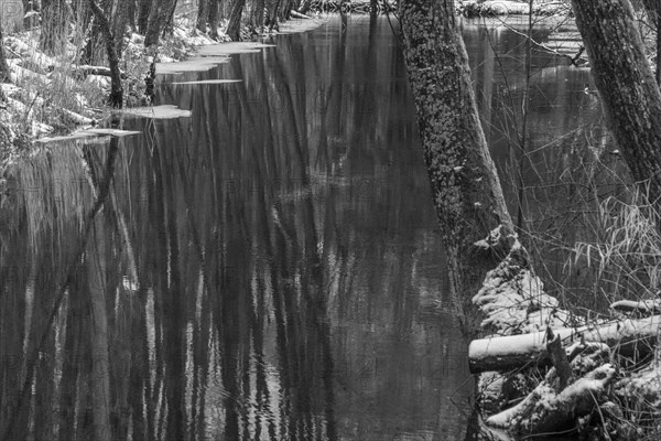 Sapina River and the riparian forest, the swamp, partially reflecting in the slowly flowing water, seen in mid-winter, during the early, January thaw, with some snow on the ground and barren trees, chiefly common alders around. Monochrome, greyscale photograph. Sapina Valley near the Stregielek village in the Pozezdrze Commune of the Masurian Lake District. Wegorzewo County, Warmian-Masurian Voivodeship, Poland, Europe