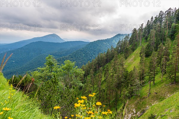 View of a densely wooded mountain slope with a meadow full of yellow flowers in the foreground, Herzogstand, Bavaria