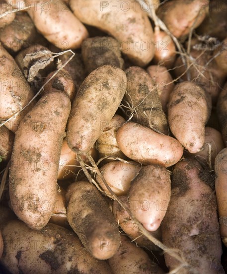 Pink fir apple potatoes close-up