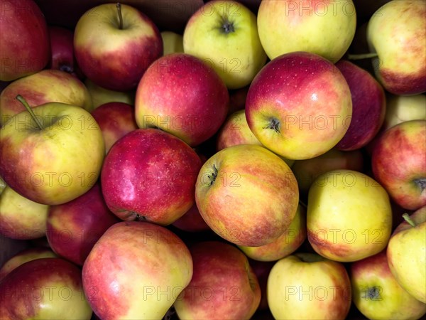 Locally grown apples locally produced in grocery shop display grocery store grocer supermarket, Germany, Europe