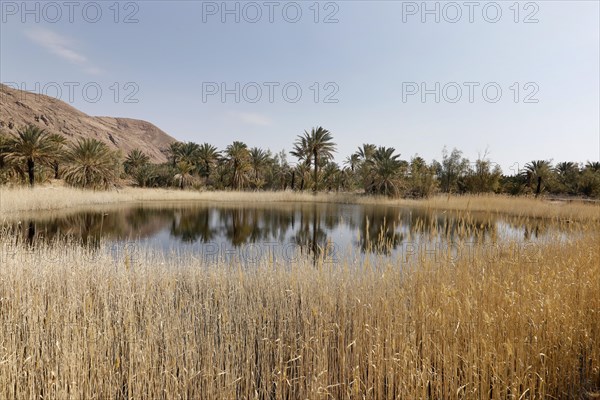 An oasis in the middle of Iran's central desert, Gameh, 12.03.2019